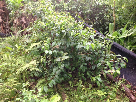 guayusa old plant