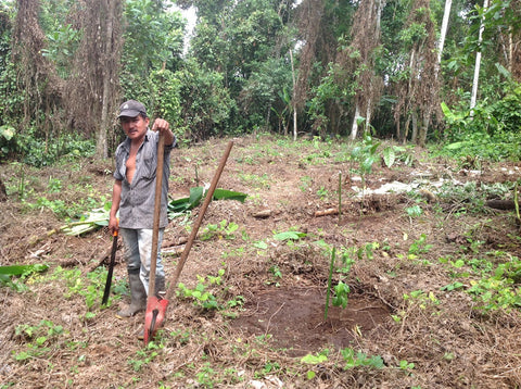 Guayusa Reforestation