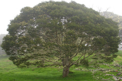 Hawaiian Koa tree with a large top in a misty mountain