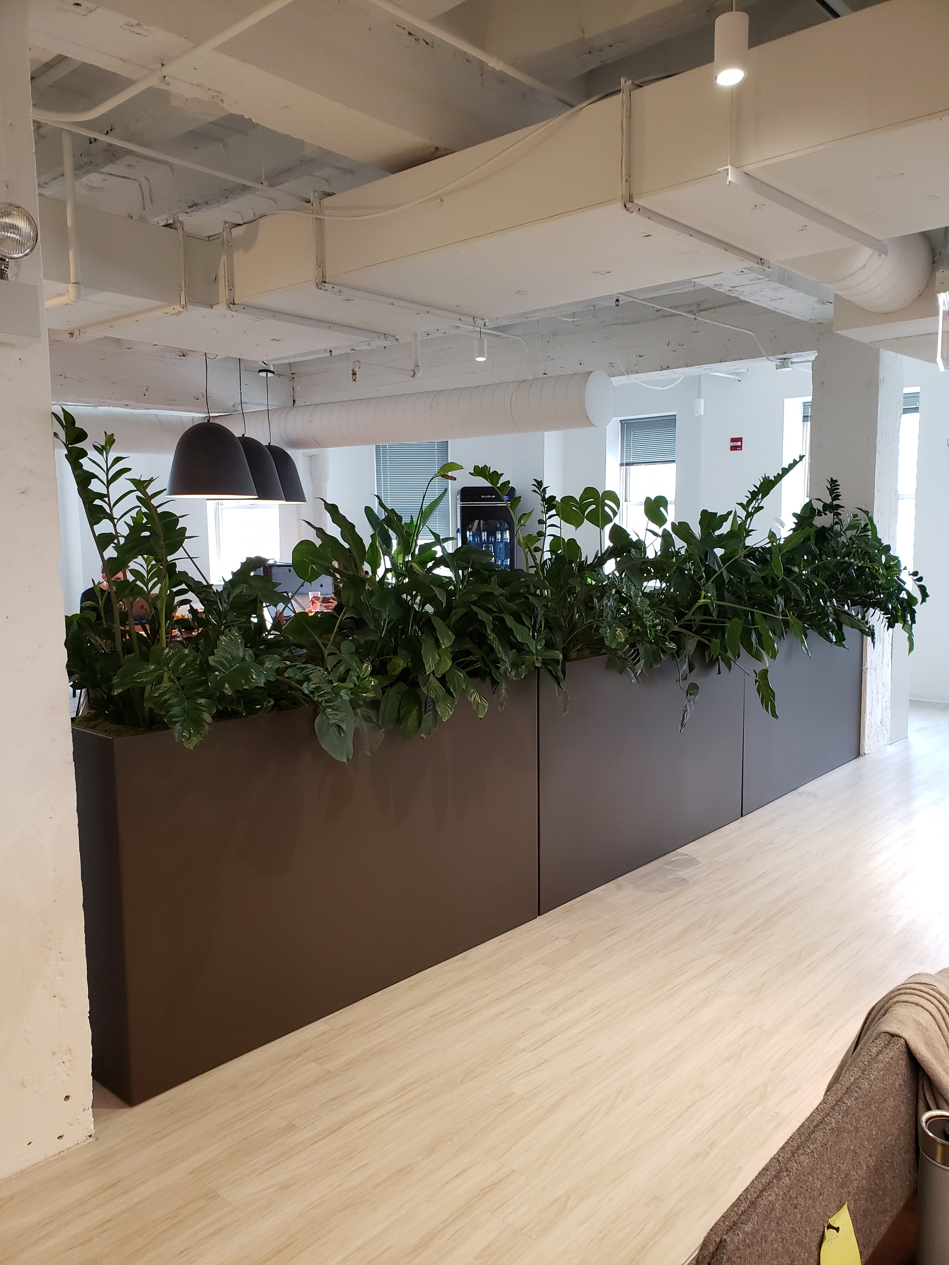 Benefits of plants in the office