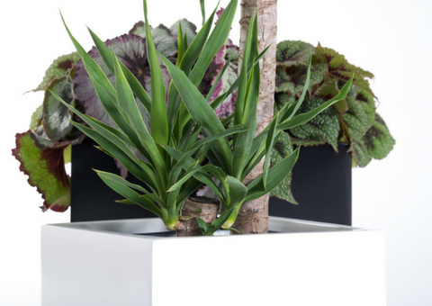 Fiberglass planter from PureModern