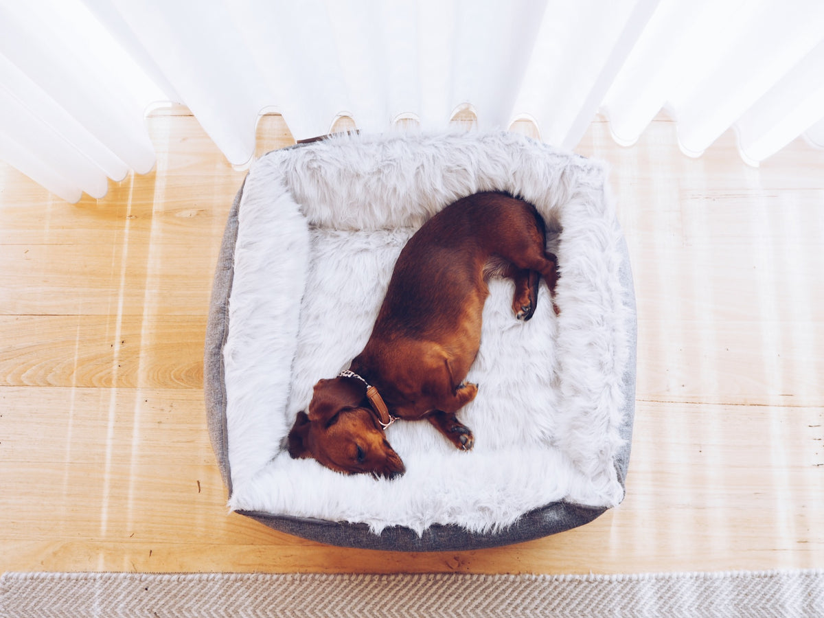 The Science behind Calming Dog Beds - do they really work?
      
      
      
      
        – PUPSTYLE