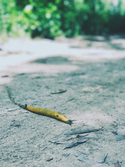 Banana Slug on trail