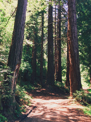 Redwood Trees