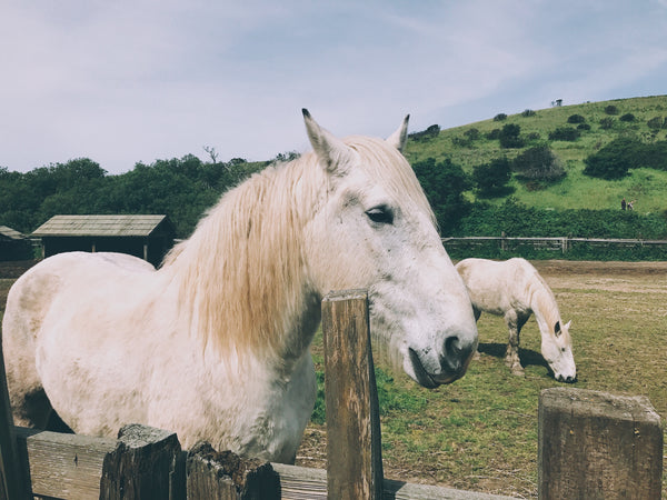 Horse Wilder Ranch