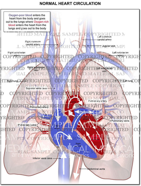 Circulation through the heart and lungs — Medical Art Works