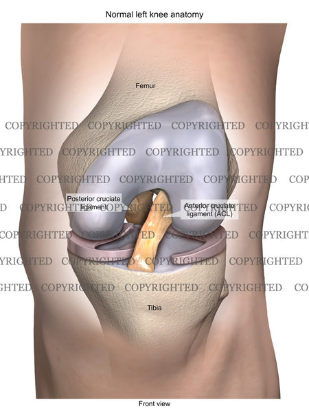 Normal Left Knee Anatomy 11 — Medical Art Works