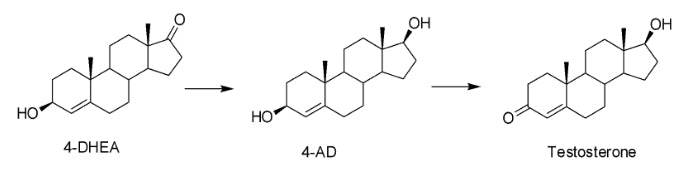 testosterone