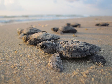 Baby Sea Turtles On Beach