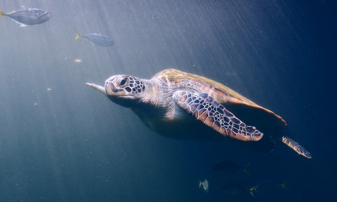 Sea Turtle Swimming with Fish