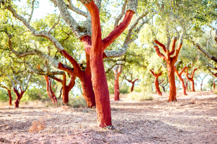 portugal cork tree