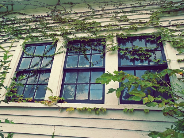 windows vines 