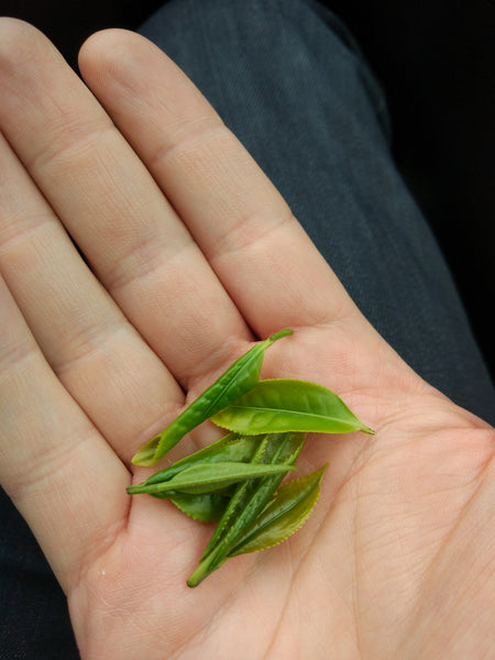 The very first tea leaves I picked myself. 