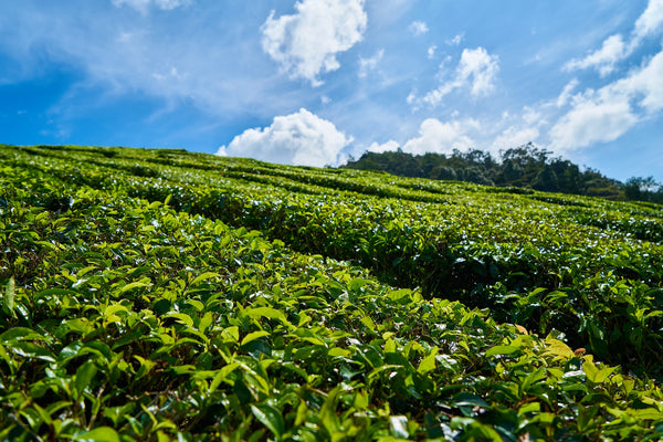 A perspective of our own Tea Estate was too good to ignore.