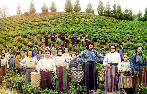 tea plantation workers in Georgia