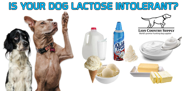 are cats and dogs lactose intolerant