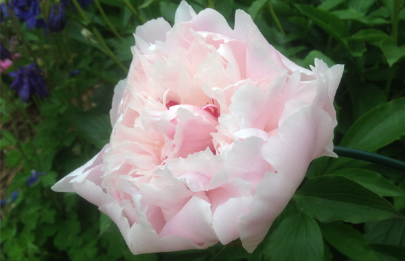Rose, FANNYPANTS® Welcomes Summer Peonies!