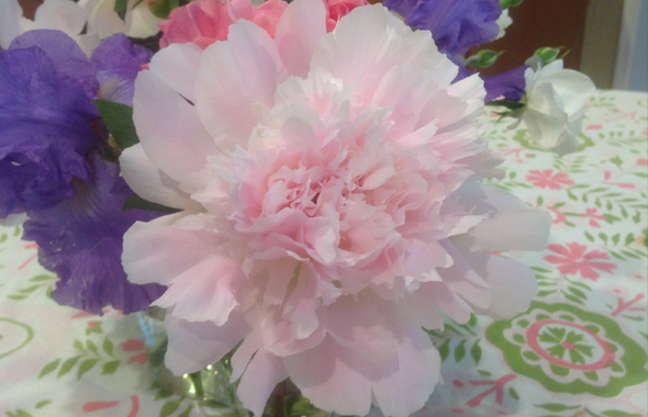Plant, FANNYPANTS® Welcomes Summer Peonies!