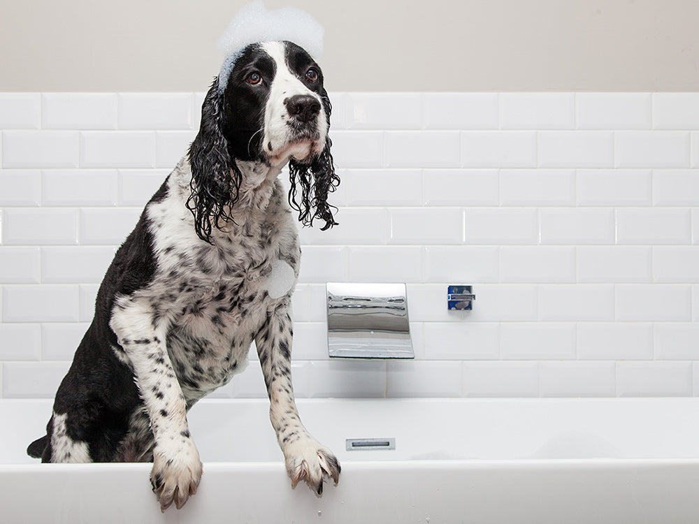 why are dogs afraid of having baths