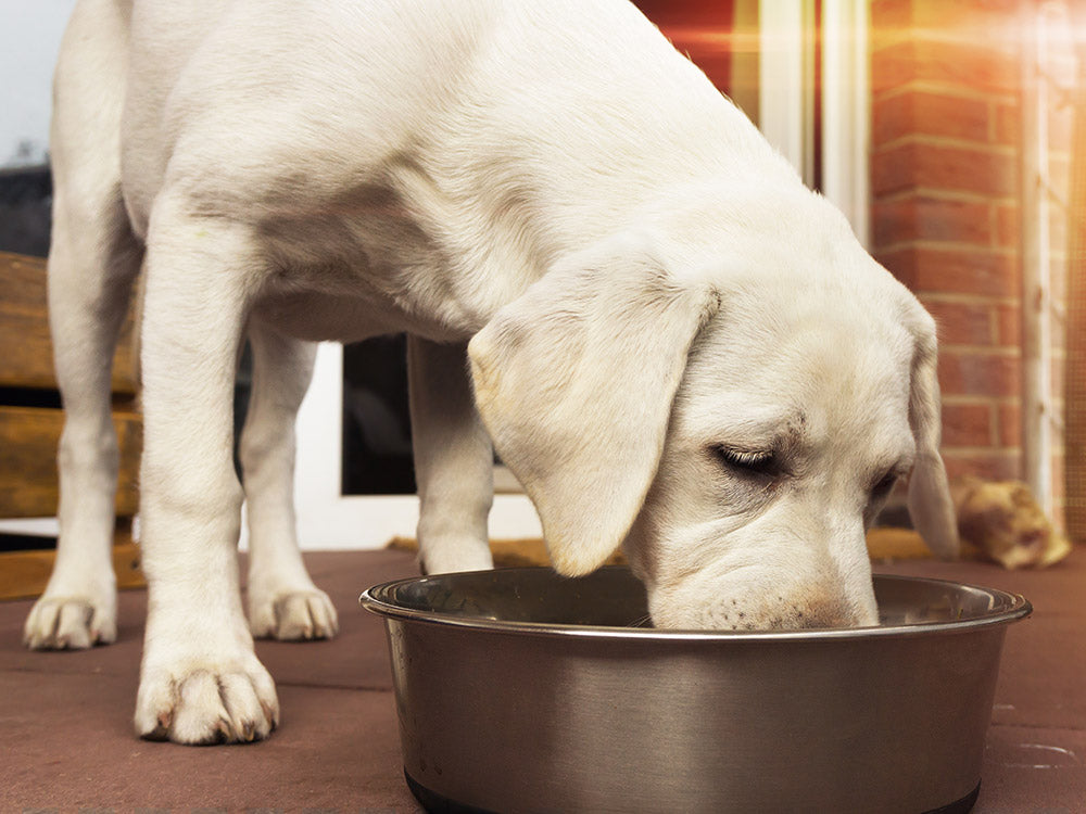 can dogs eat ancient grains