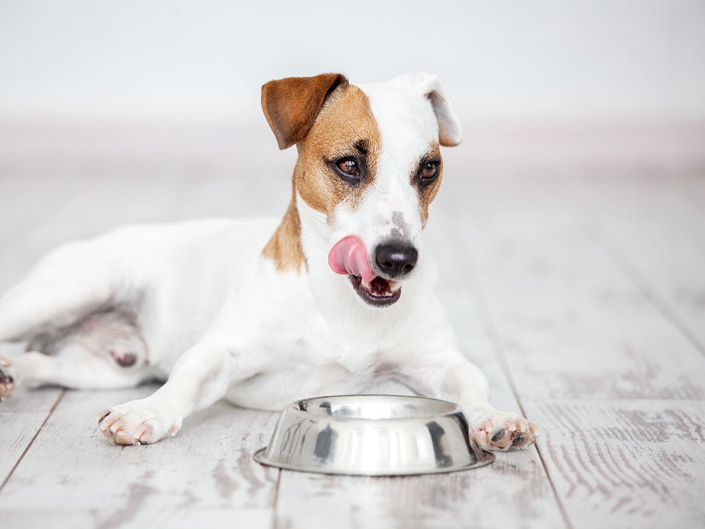 does garlic powder kill worms in dogs