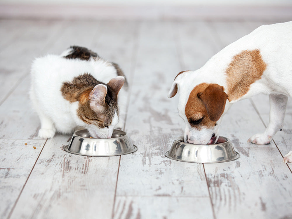Top 10 Myths About Pet Food and Nutrition | Only Natural Pet
