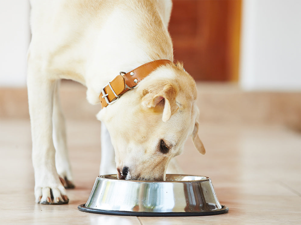 dry dog food with taurine