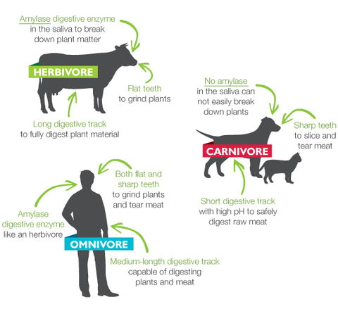 Carnivore Infographic