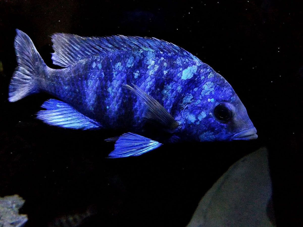 blue sapphire cichlid