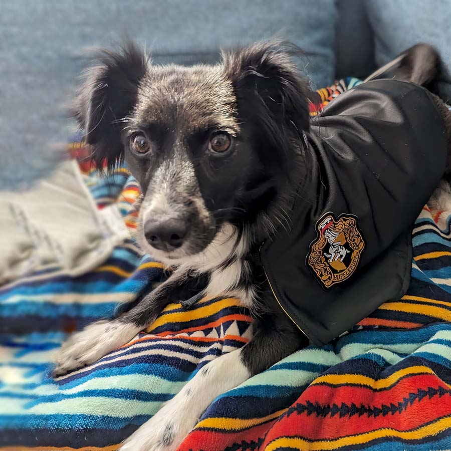 Border Collie wearing the Harry Pupper Hufflepup Dog Costume - Magical Dog Cloak Ensemble for Halloween from online dog costume shop they made me wear it.