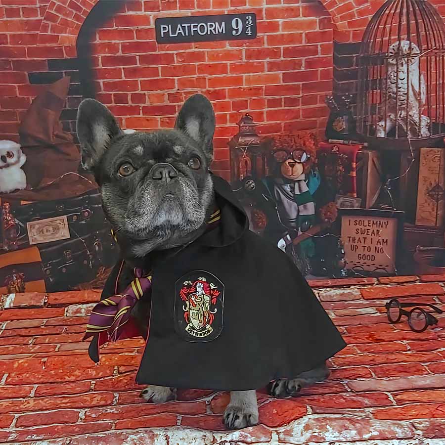 French Bulldog wearing the Harry Pupper Gryffindog Dog Costume - Magical Dog Cloak Ensemble for Halloween at the Hogwarts train station from online dog costume shop they made me wear it.