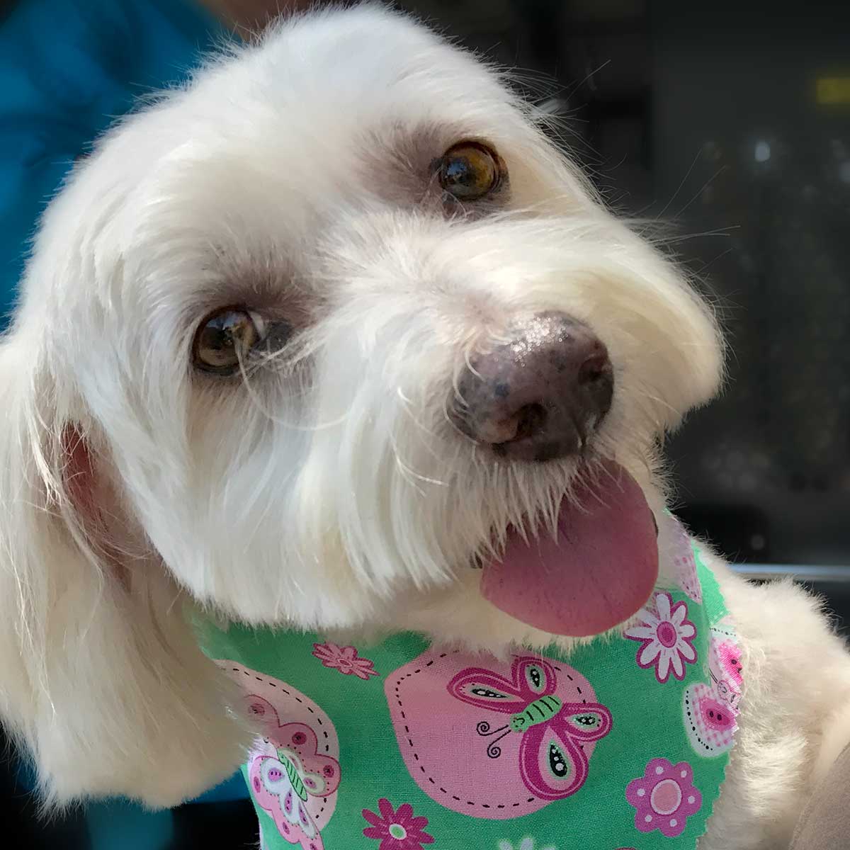 Willow, Bichon Frise, Maltese and Havanese mix, with pretty brown eyes wearing a green butterfly bandana.