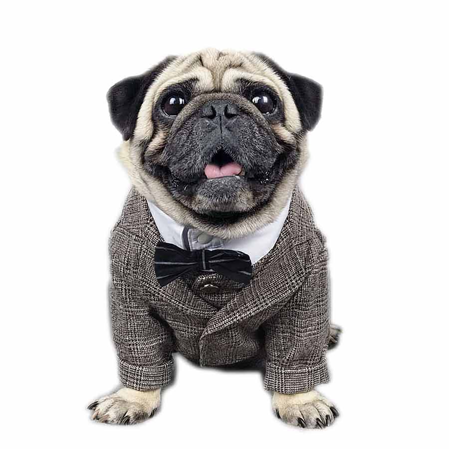  Lovelonglong Bulldog Costume Dog Suit Formal Tuxedo