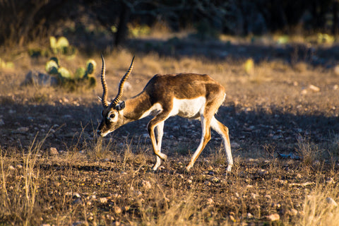 Broken Arrow Ranch Blackbuck Antelope Venison