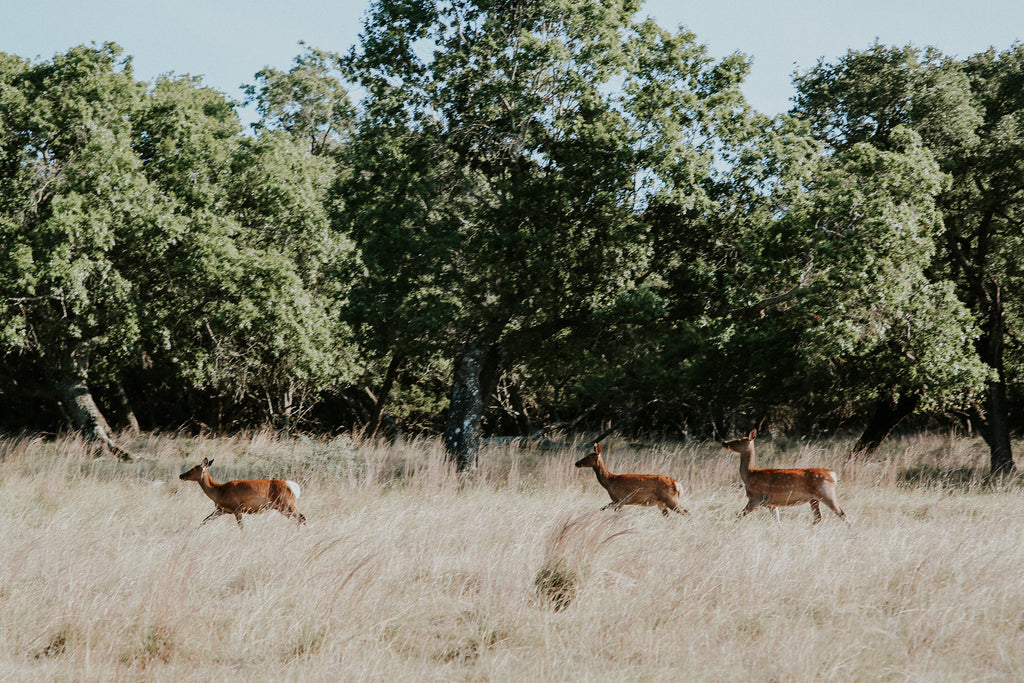 Humanely Harvested Deer Venison Meat