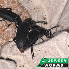 Darkling Beetles Mating | Darkling beetles breeding