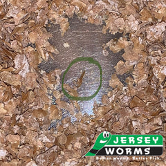 Small superworms for sale | Baby superworms