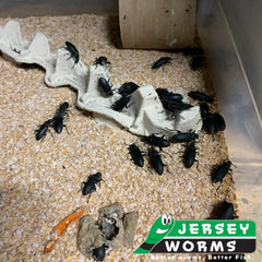 Darkling Beetle Breeding bin | Superworms