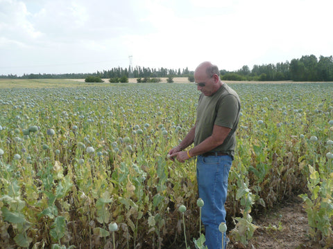 Jerry in the Poppy Field