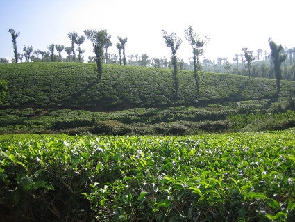 Tea Plantation Kerala India