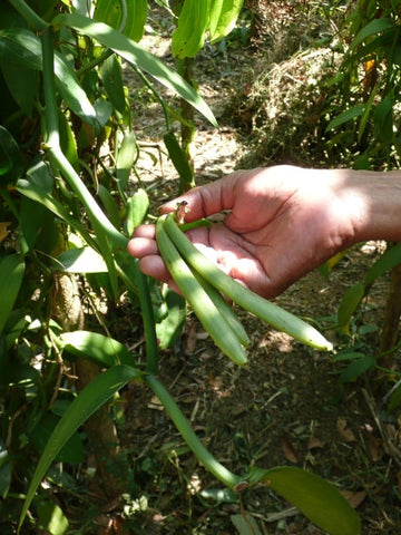 Vanilla Beans Sri Lanka