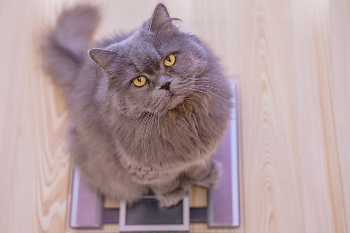 Cat on a scale, healthy weight guide for cats