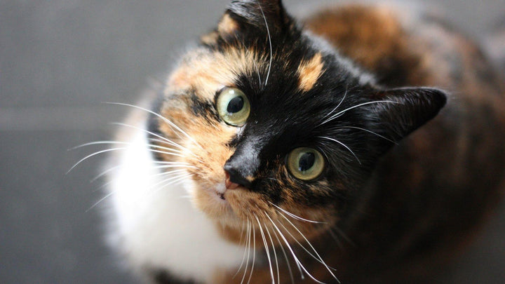 Calico cat, diarrhea in cats