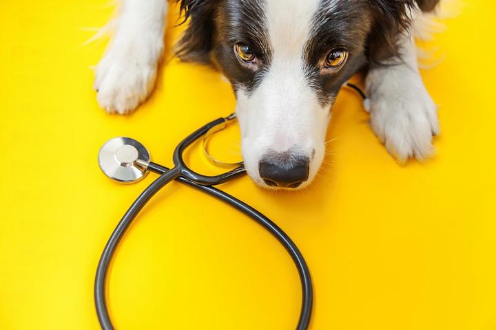Telemedicine For Pets: How and When to Use It