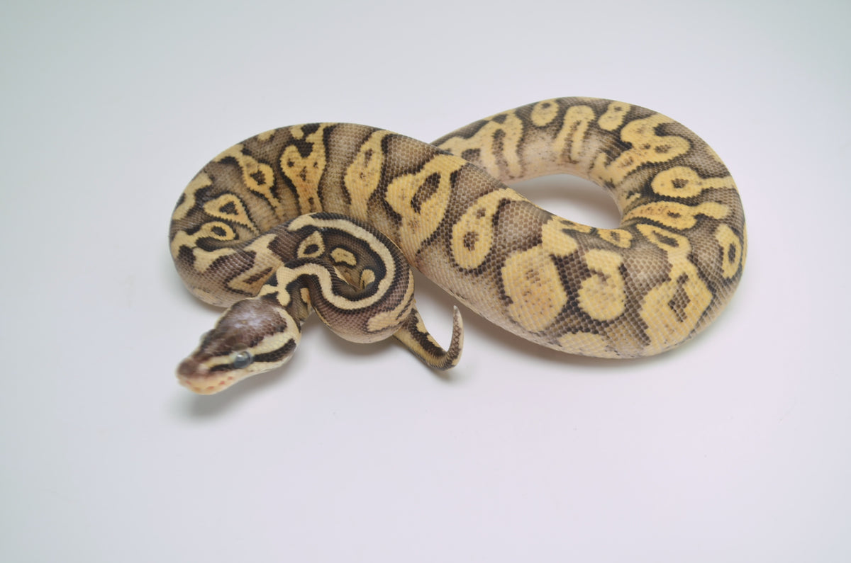 baby super pastel ball python