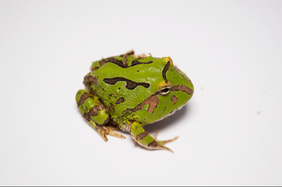 fantasy pacman frog