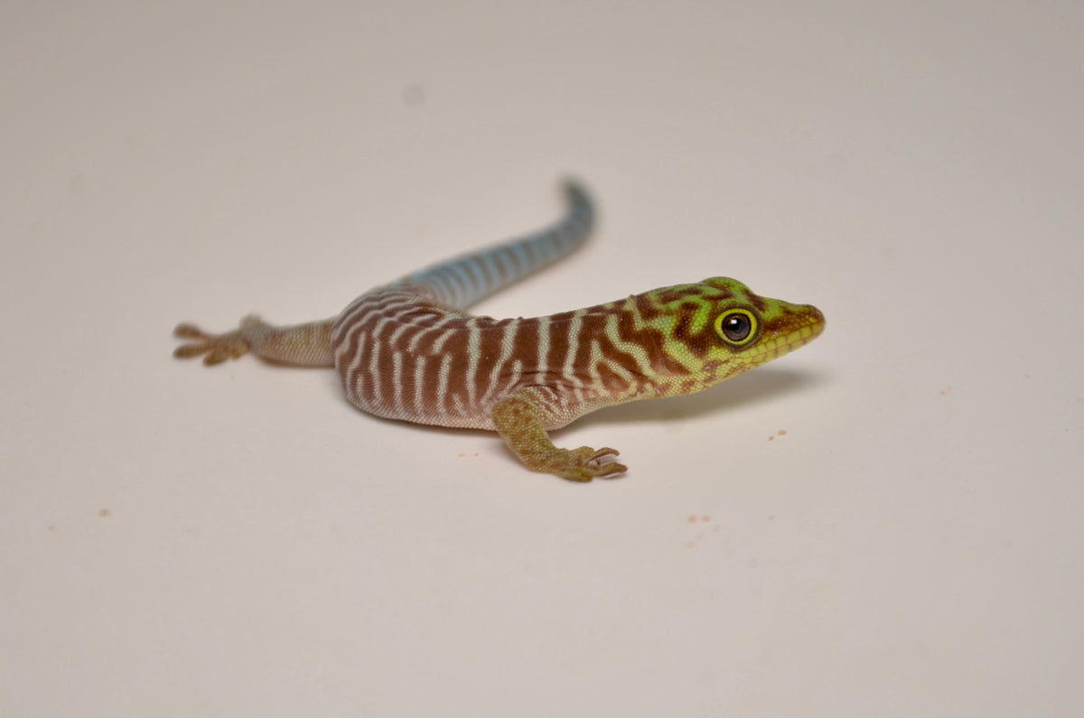 Standings Day Gecko for sale – TikisGeckos