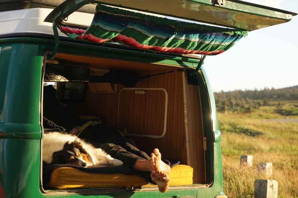 Van camping with a dog