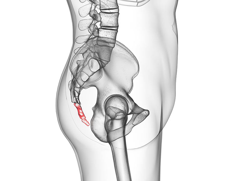 Anatomie Coccyx