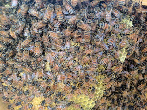 honey, bees